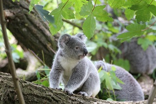 Quiet koala resting