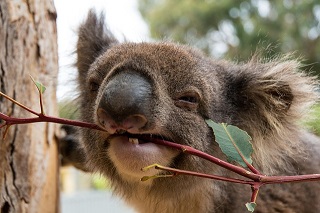 Hungry koala gnawing a branch