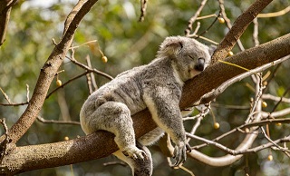 Drowsy koala napping