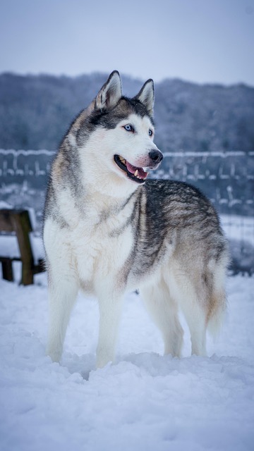Siberian Husky